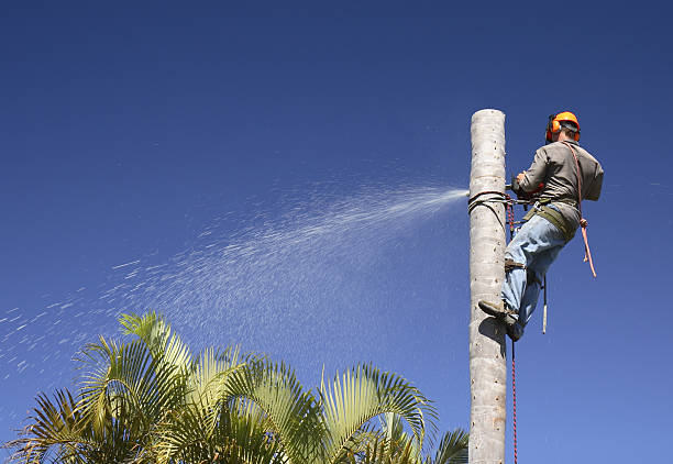 Leaf Removal in Benton Harbor, MI