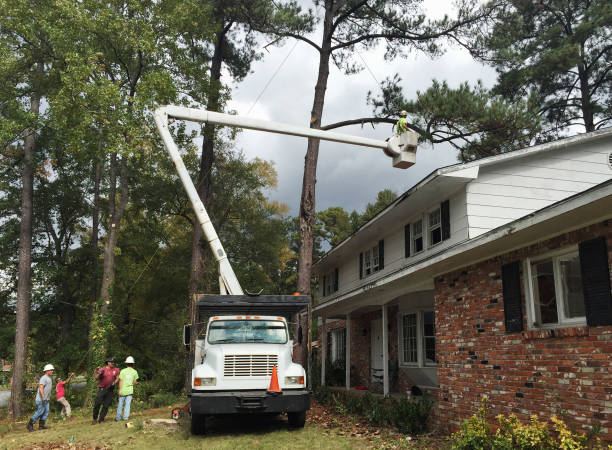 Best Storm Damage Tree Cleanup  in Benton Harbor, MI