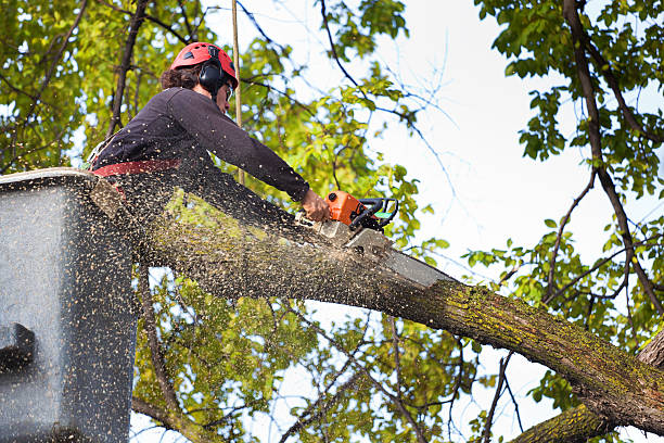 Best Tree Cabling and Bracing  in Benton Harbor, MI