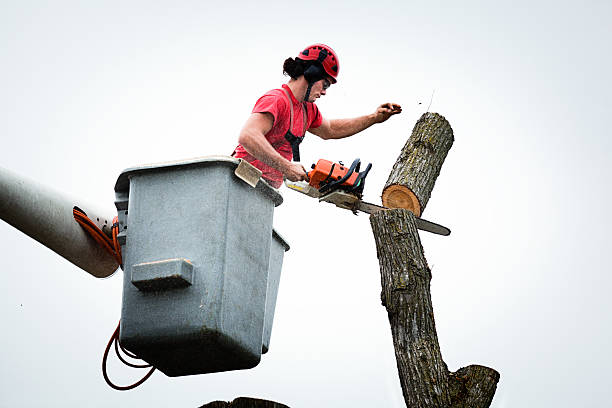 How Our Tree Care Process Works  in  Benton Harbor, MI